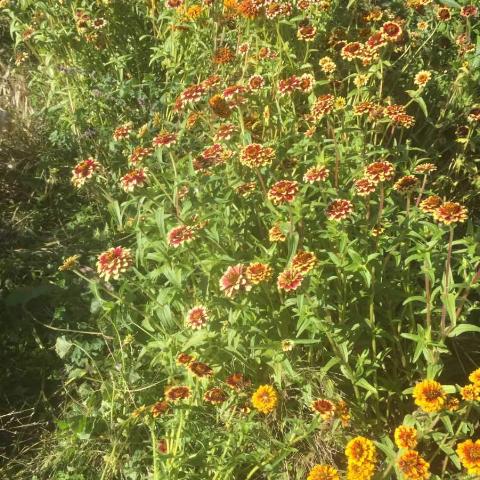 Zinnia, Jazzy Mix