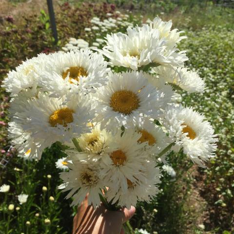 Crazy Daisy, organic, open pollinated, cut flower