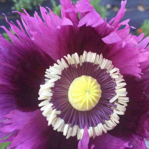 Poppy, Jimi's Purple Haze