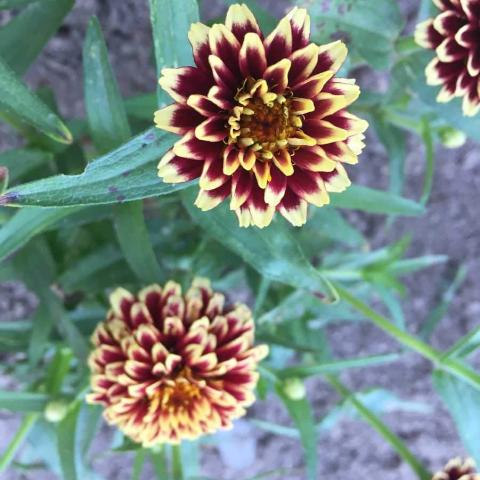 Zinnia, Jazzy Mix