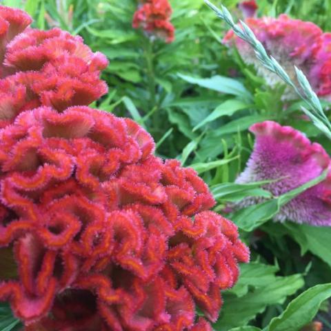 Celosia, Cockscomb, Salmon Mix