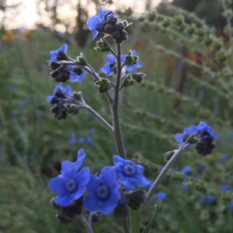 Forget-Me-Not, Chinese