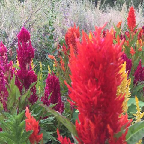 Celosia, Century Mix