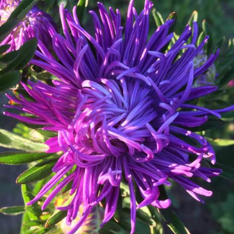 Aster, Sea Star Mix