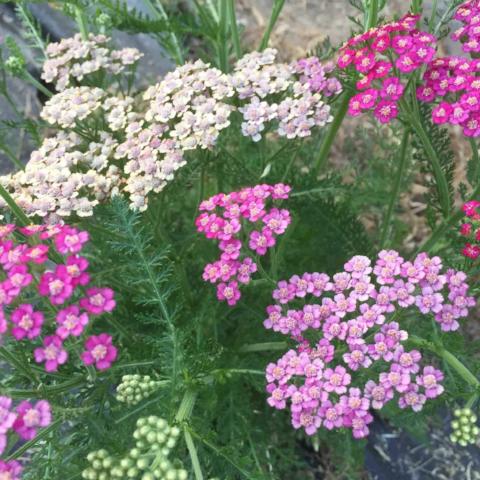 Yarrow, Colorado Mix