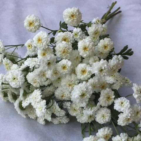 Feverfew, White Wonder