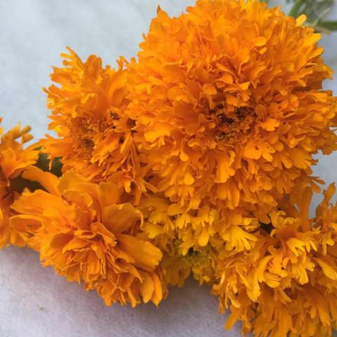 Marigold, Pesche's Gold