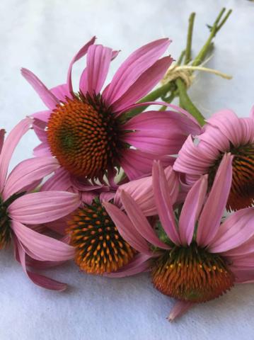 Echinacea purpurea