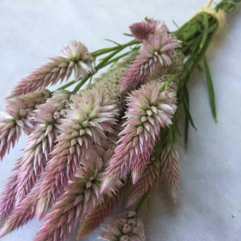 Celosia, Flamingo Feather