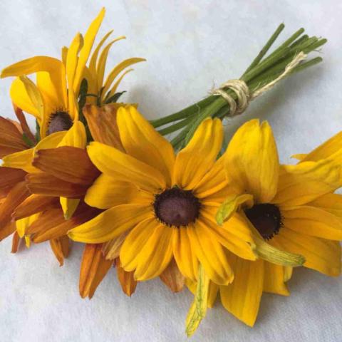 Rudbeckia, Indian Summer Mix