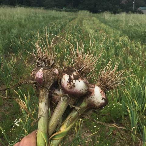 Garlic, Siskiyou Purple