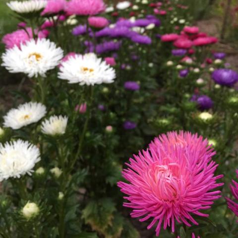 Aster, Sea Star Mix