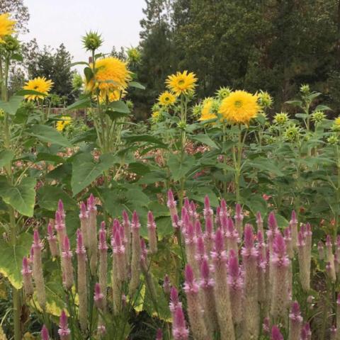 Celosia, Flamingo Feather