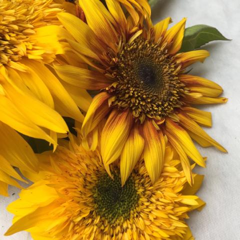 Sunflower, Tiger Teddy