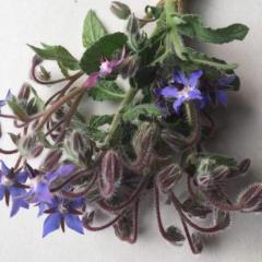 Borage