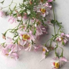 Schizanthus, Angel Wings Mix