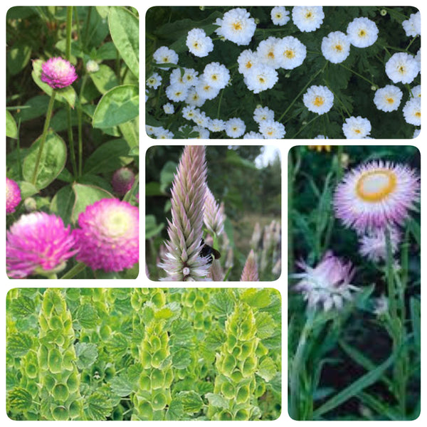 Pastel Everlastings Collection