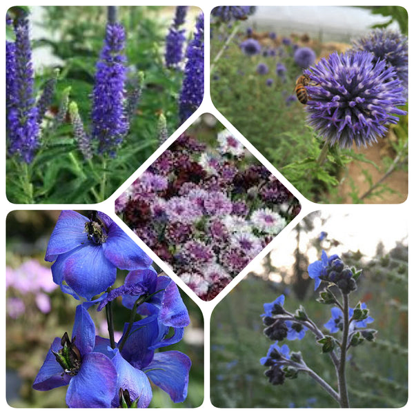 Blue Purple Wedding Flower Mix, open pollinted, cut flower