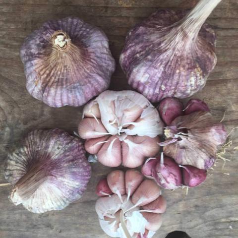 Garlic, Chinese Pink