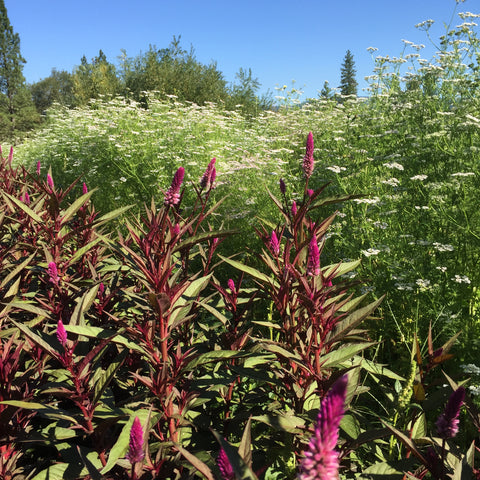 Celosia, Purple Tassels