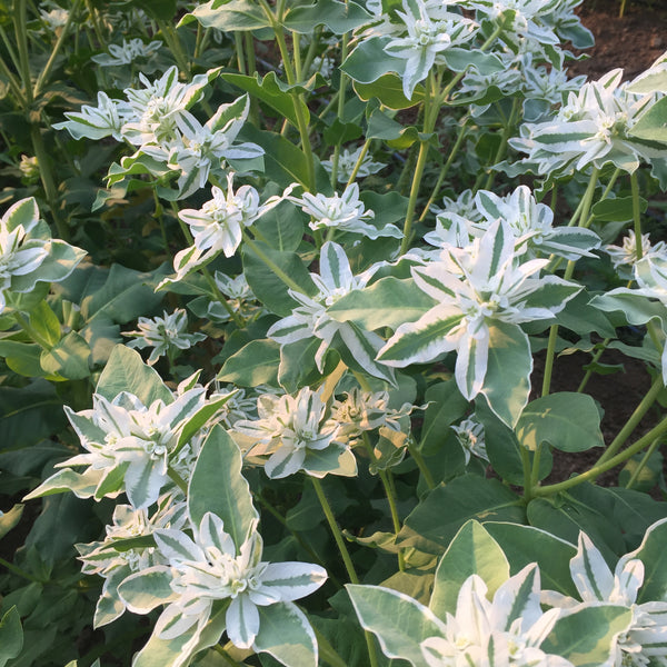 Mountain Snow Euphorbia, organic, open pollinated, cut flower