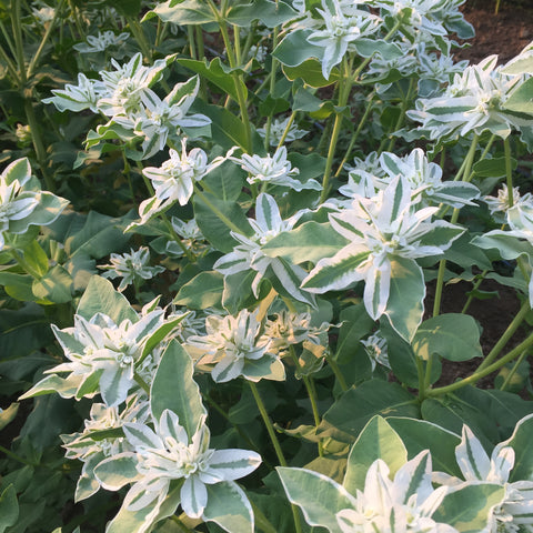 Euphorbia, Mountain Snow