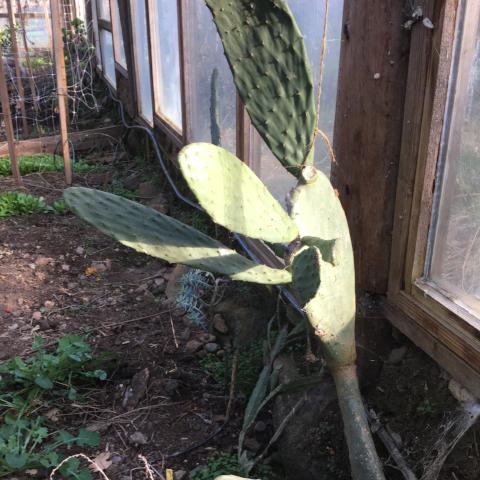 Cactus, Burbank Spineless