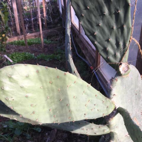 Cactus, Burbank Spineless