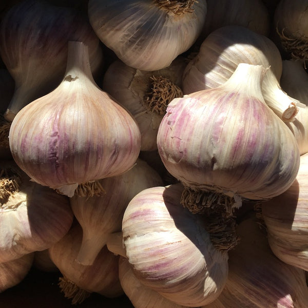Garlic, Music