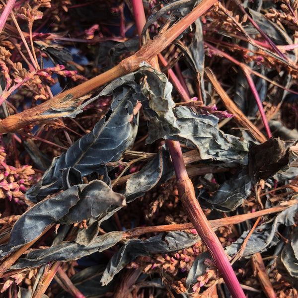 Kit d'indigo japonais - Persicaria tinctoria – Dahlia Milon