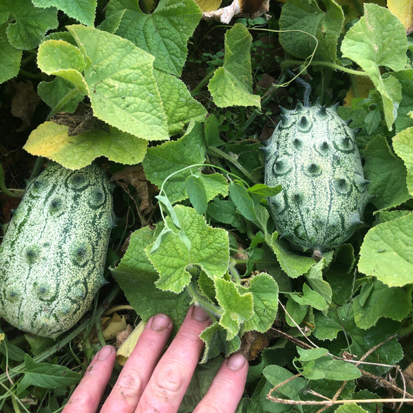 Jelly Melon, Kiwano