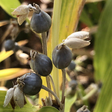 Barley, Job's Tears, Chinese Pearl