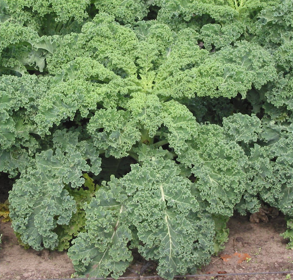 Kale, Nash’s Green Curly