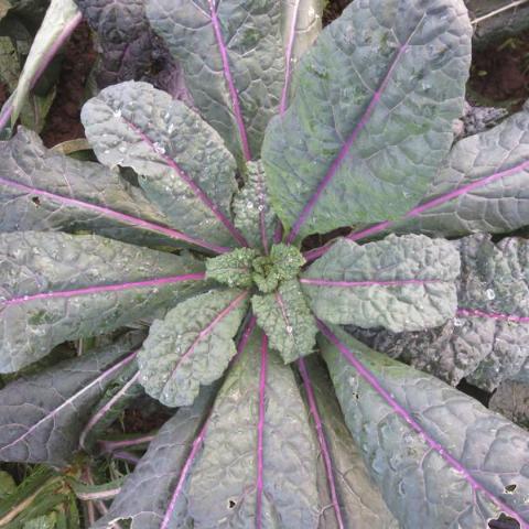 Kale, Dazzling Blue Lacinato