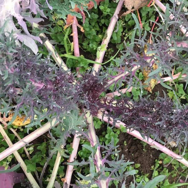 Kale, Fractal Frills, organic, open pollinated, greens