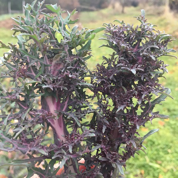 Kale, Fractal Frills, organic, open pollinated, greens