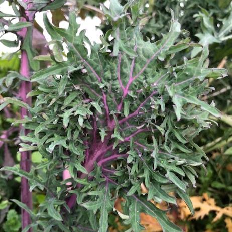 Kale, Fractal Frills