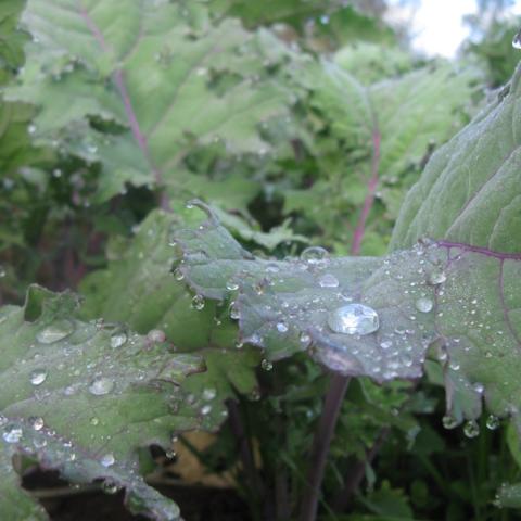 Kale, Red Russian