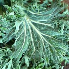 Kale, Siber Frills