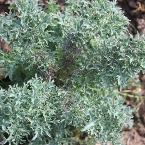 Kale, Siber Frills