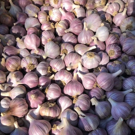 Garlic, Kishlyk