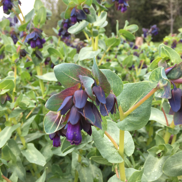 Kiwi Blue Cerinthe, organic, open pollinated, cut flower