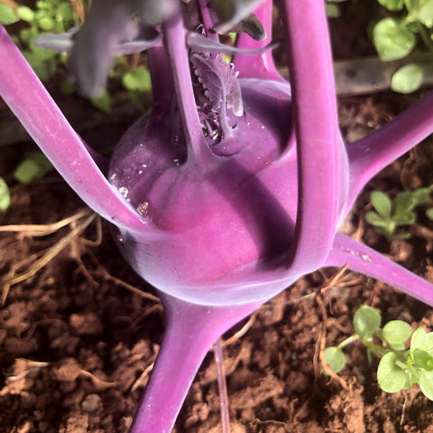 Kohlrabi, Azure Star