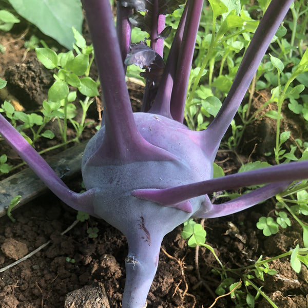 Kohlrabi, Azure Star