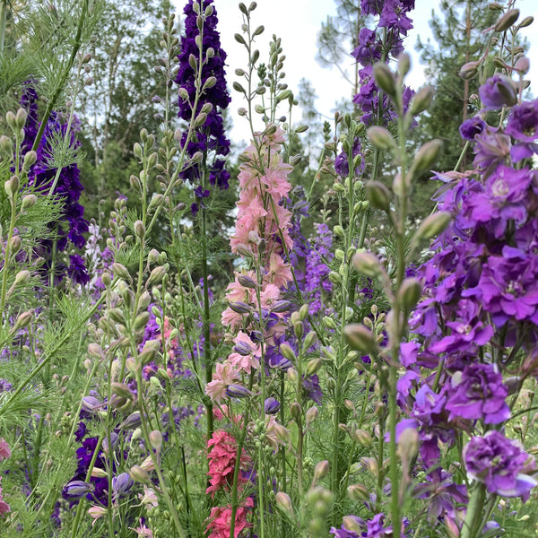 Larkspur, Galilee Mix, Organic, Cut Flower