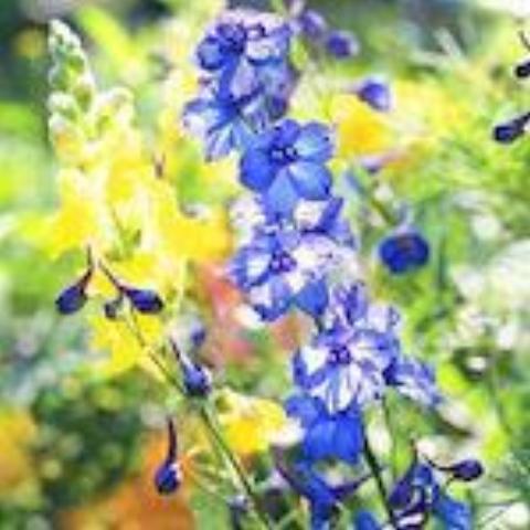 Sublime Dark Blue Larkspur, organic, open pollinated, cut flower