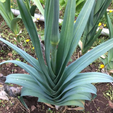 Leek, Falltime