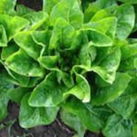 Lettuce, Emerald Fan