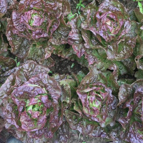 Lettuce, Carmona