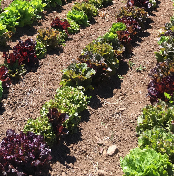 Lettuce, Diversity Mix